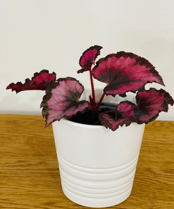 Begonia rex
