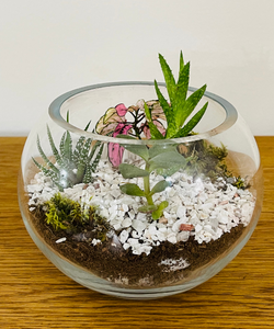 Terrarium