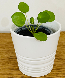 Pilea peperomioides