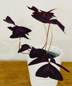 Oxalis triangularis