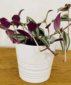 Tradescantia
